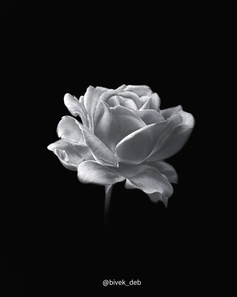 Rose, charcoal on black paper